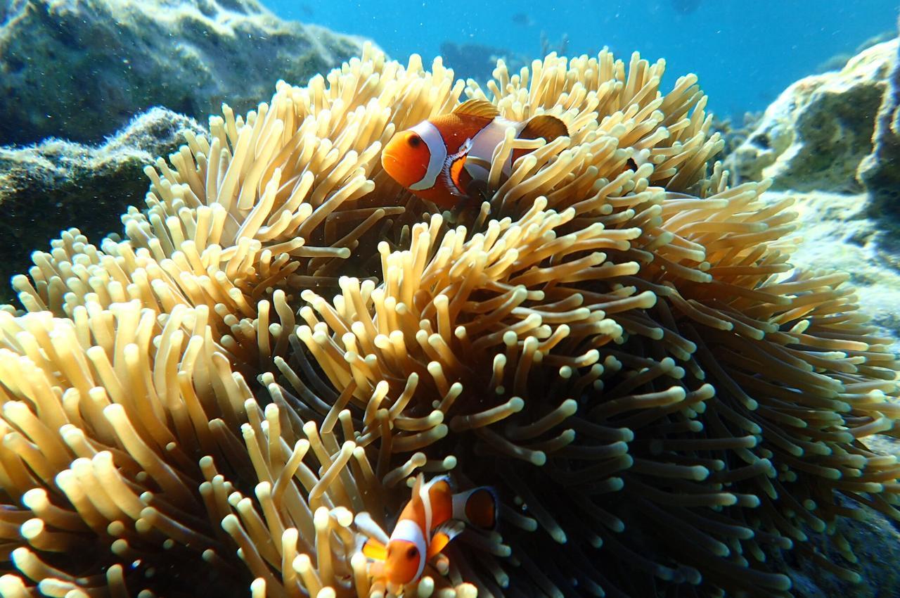 Mirabelle Joglo Village Karimunjawa Luaran gambar